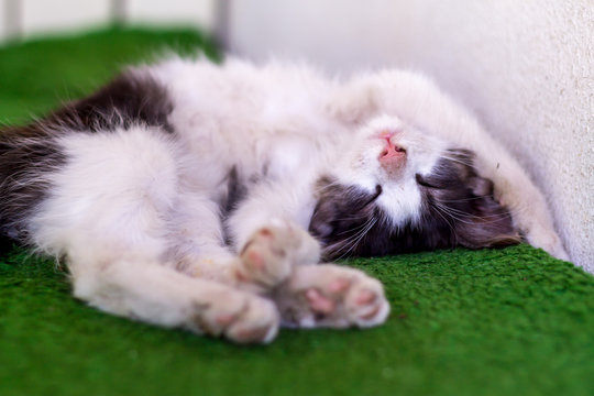 Cute kitten laying on her back - Powered by Adobe