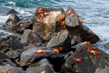 Galápagos Islands crabs rocks  ocean