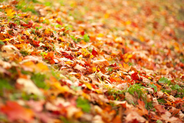 Fall . Season of the year. Dry yellow  leaves lying on the law. Autumn park