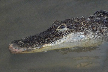 crocodile in water tanks