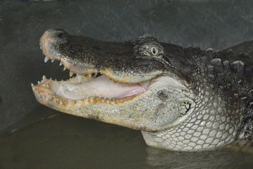 crocodile dans les réservoirs d& 39 eau