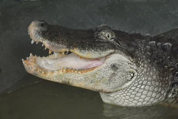 Photo sur Aluminium Crocodile crocodile dans les réservoirs d& 39 eau