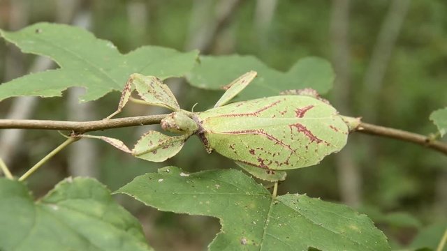 Giant Leaf Insects of South East Asia
