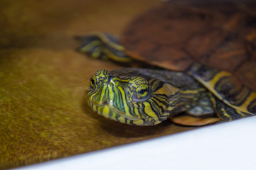 tartaruga