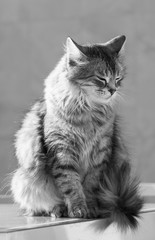 Beautiful pet of livestock, siberian purebred cat with long hair. Cute grey kitten