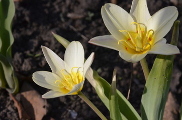 Tulip varieties Kaufman, Fashion Fashion . The height of the miniature plant is up to 20 cm, and...