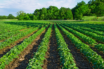 Fototapeta na wymiar Soybean crop rows in perspective 
