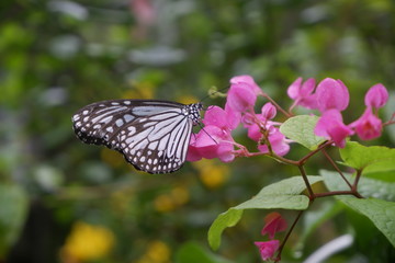 Close-up butterfly on flower in garden; Common tiger butterfly