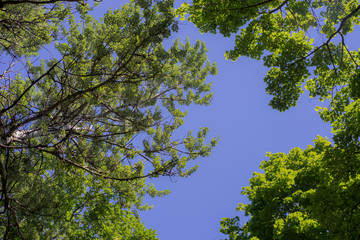 Fototapeta premium Green foliage against the blue sky. Green trees against the sky and clouds