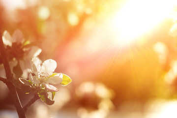 Beautiful Apple Tree Branch With Sun. Shiny Picture Of An Apple White Flowers