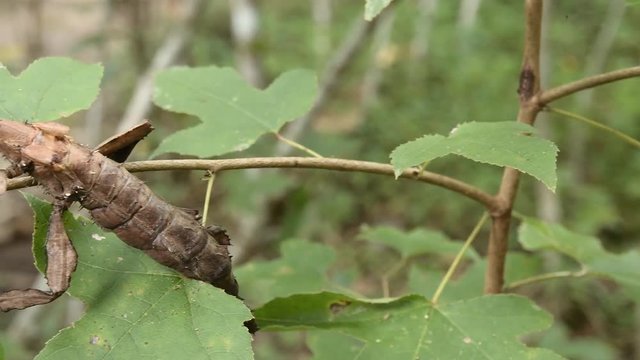 Giant Leaf Insects of South East Asia