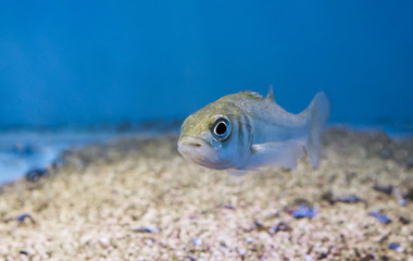 silver juvenile sea bass, portrait of a young small fish