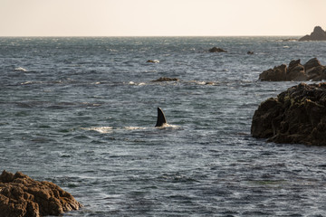 Fototapeta premium Orca Killer Whale fin as it swims through shallow water