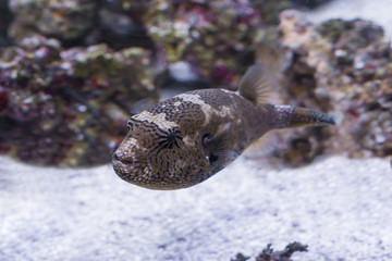 juvenile map puffer fish swimming in the water, tropical balloon fish from the Indian ocean