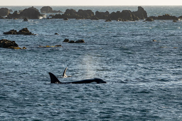 Fototapeta premium Two Orca whale search for food in rock pools 
