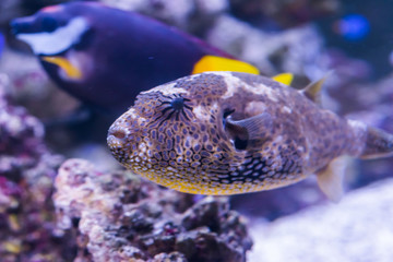 closeup of a juvenile map puffer fish in the aquarium, tropical fish from the indian ocean