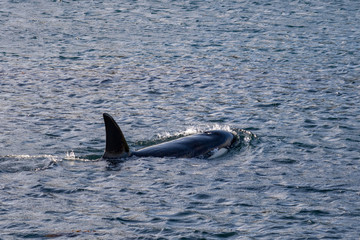 Fototapeta premium Orca swimming in ocean as sun sets, New Zealand