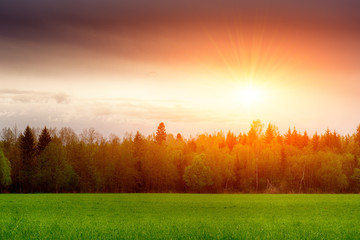 Landscape, sunny dawn in a field. Field of grass and colorful sunset