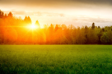 Landscape, sunny dawn in a field. Field of grass and colorful sunset