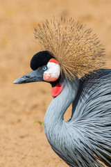 Fototapeta premium The black crowned crane (Balearica pavonina)
