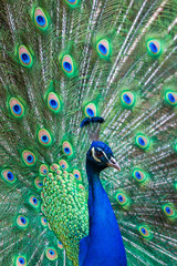 Obraz premium The Indian peafowl (Pavo cristatus)