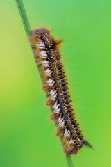 the drinker - Euthrix potatoria