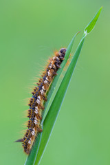 the drinker - Euthrix potatoria