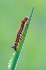 the drinker - Euthrix potatoria