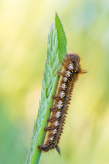 the drinker - Euthrix potatoria