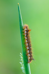 the drinker - Euthrix potatoria