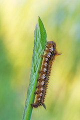 the drinker - Euthrix potatoria
