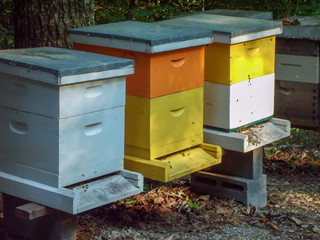 colorful  bee boxes