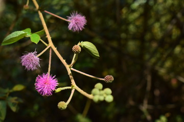 Flor