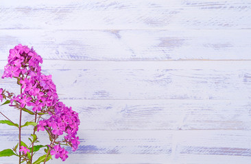 Fototapeta premium Phlox background lilac wooden