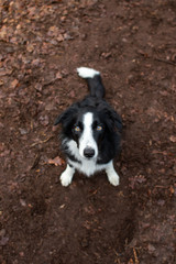 Cute looking black bi Australian Shepherd.