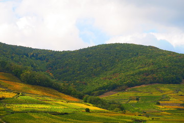 Fototapeta na wymiar colorfull vineyard in riquewihr alsace france in autumn