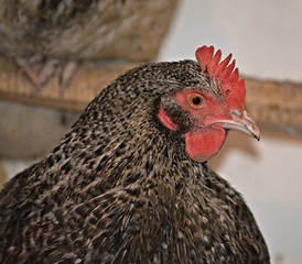 portrait of a rooster/ hen