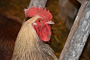 portrait of a rooster