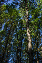 trees in the forest