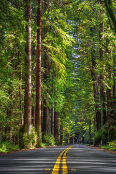 California redwoods windy road during daylight