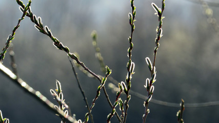 tree buds in spring