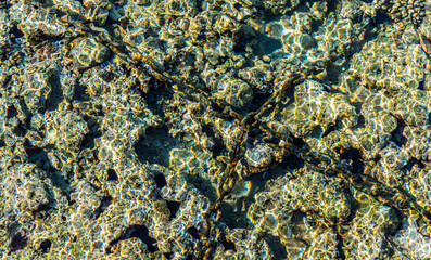 Pure clear water of coral reef in the Red Sea. Rest in Sharm el Sheikh, Egypt