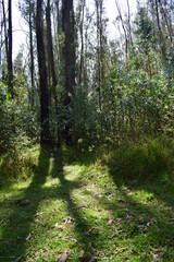 Bosque