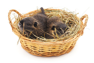 Baby nutria in the basket.