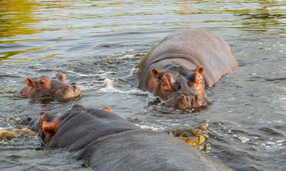 Fototapeta premium A group of common hippopotamus (Hippopotamus amphibius), or hippo, in the South Luangwa river, South Luangwa, Zambia, Africa