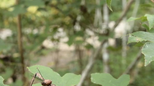 Giant Leaf Insects of South East Asia