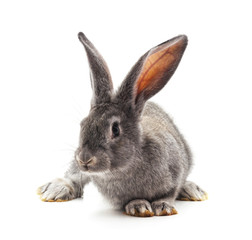 Obraz premium Grey big rabbit.