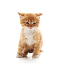One brown kitten.