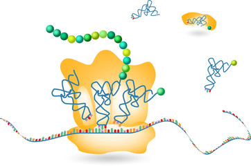  Protein Biosynthesis - obrazy, fototapety, plakaty