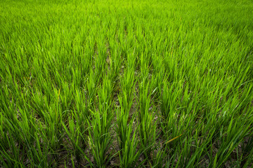 Obraz premium Greenery rice field